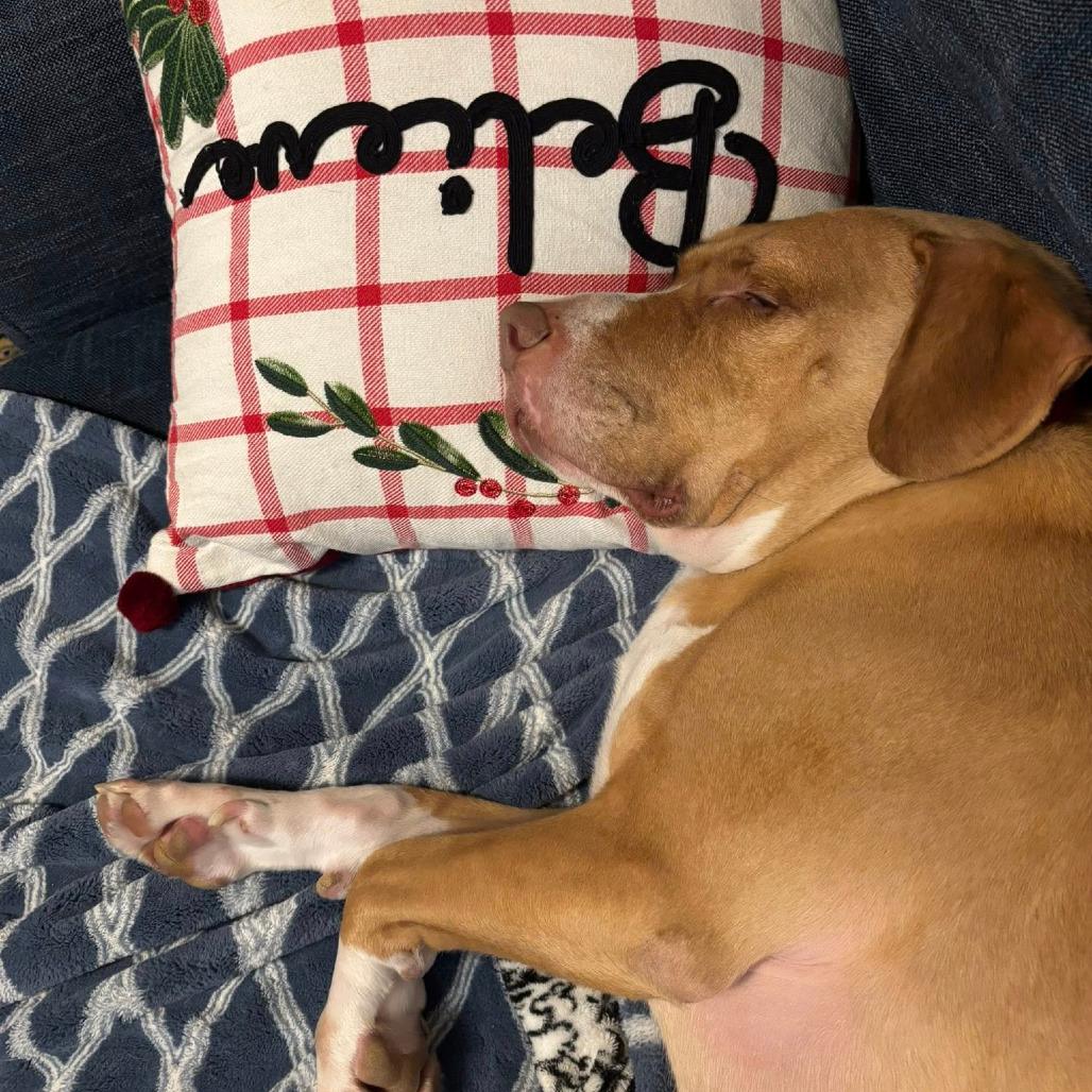 Pigeon, a Adoptable Mixed Breed in Pittsburgh, PA image 5/6