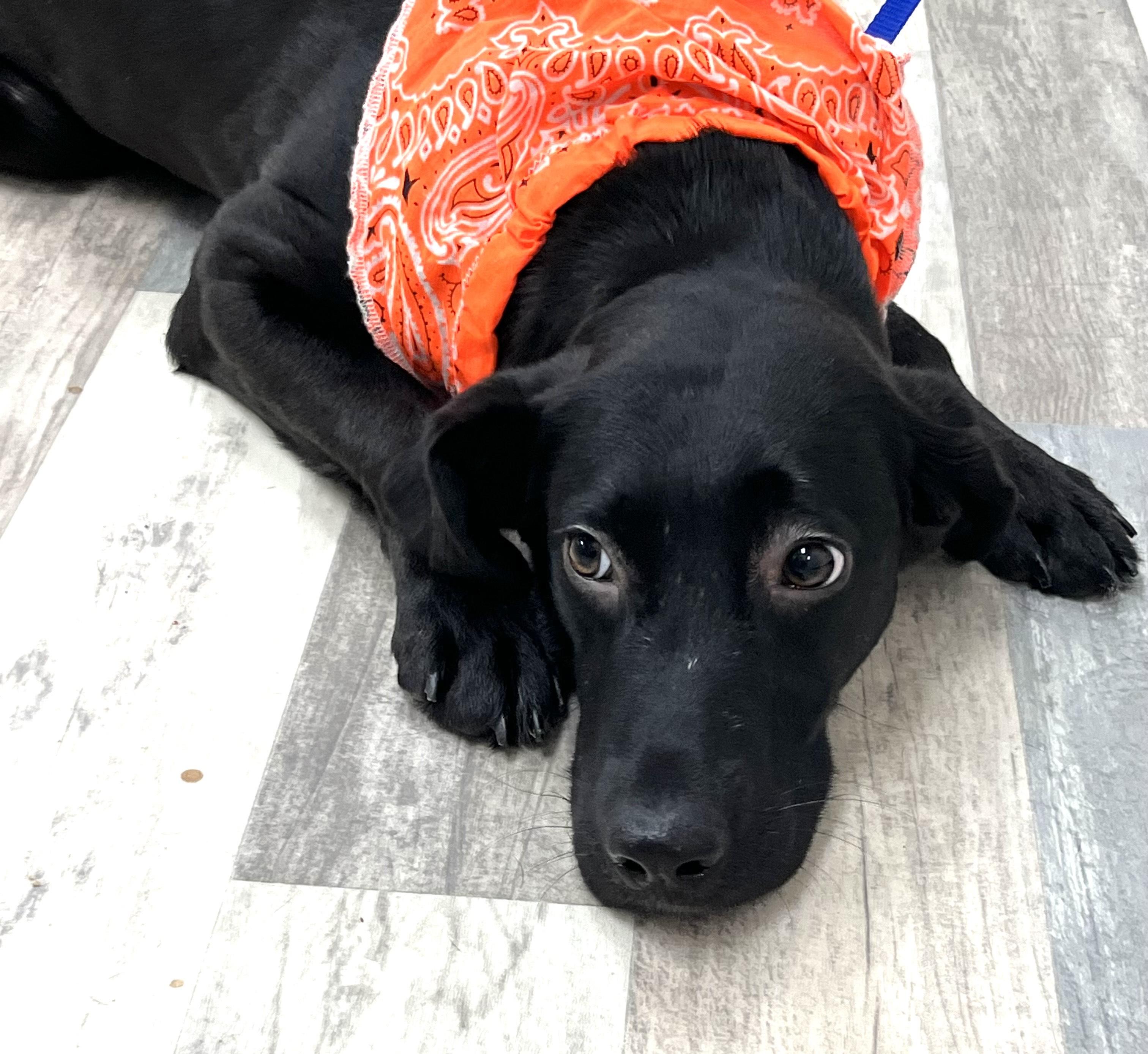esme, ADOPTABLE, Puppy Female Black Labrador Retriever.
