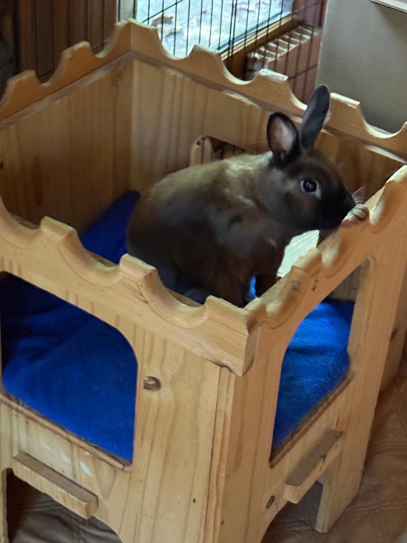 Enlarge Amber, a Adoptable Cinnamon in Cream Ridge, NJ image 1/4