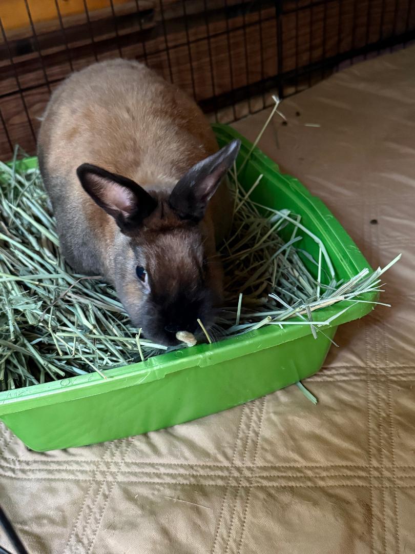 Enlarge Amber, a Adoptable Cinnamon in Cream Ridge, NJ image 2/4