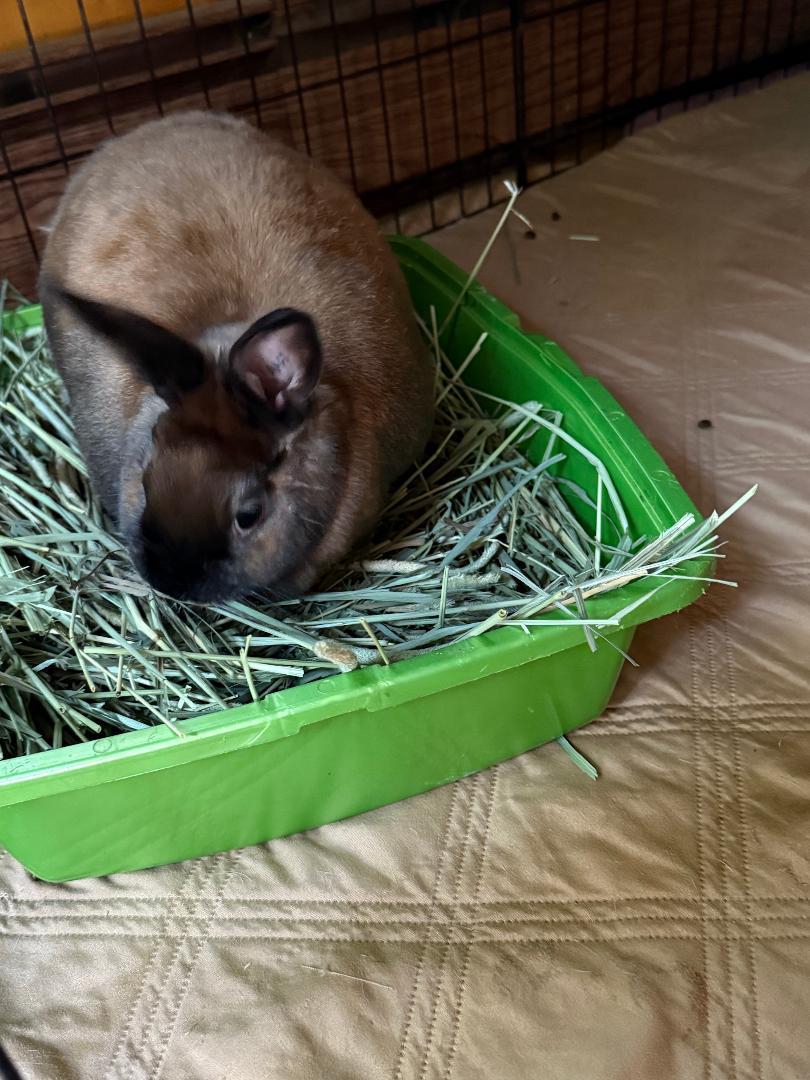 Enlarge Amber, a Adoptable Cinnamon in Cream Ridge, NJ image 3/4