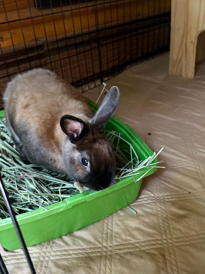 Enlarge Amber, a Adoptable Cinnamon in Cream Ridge, NJ image 4/4