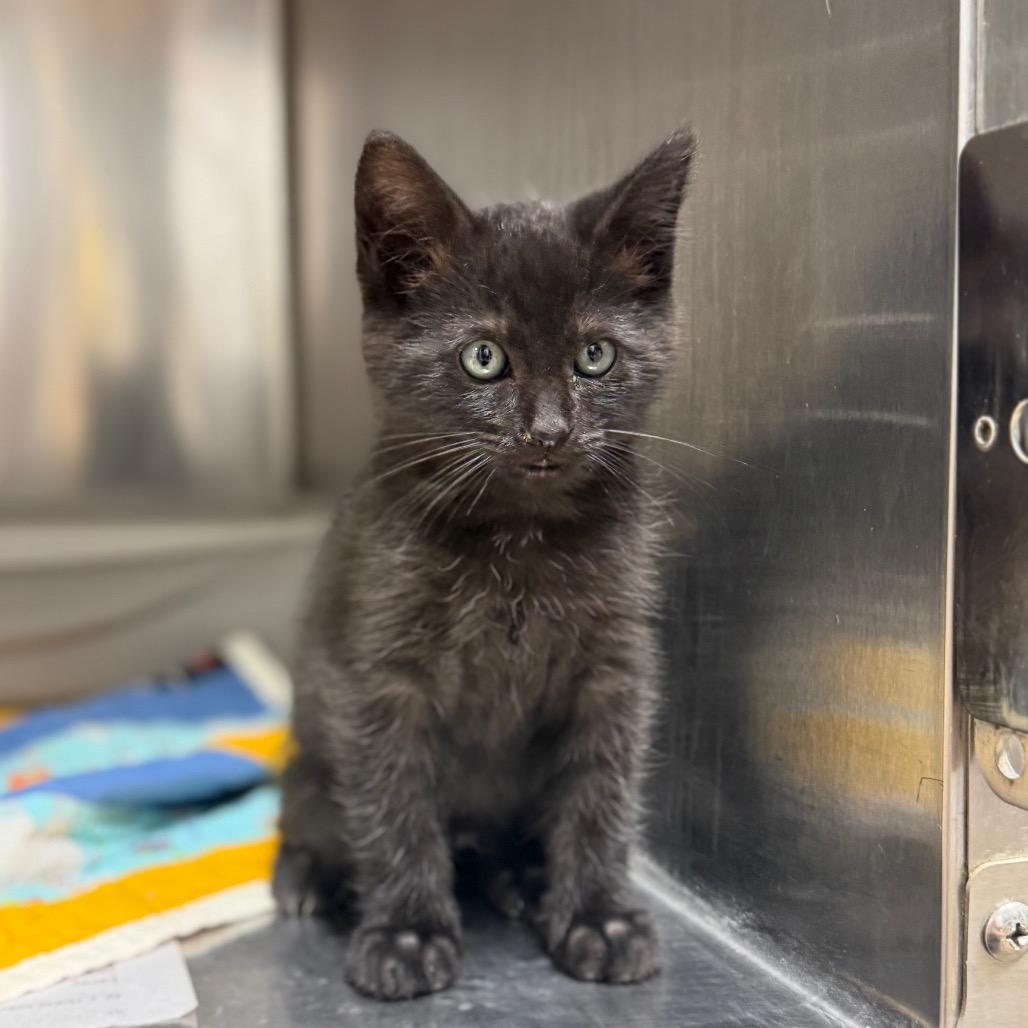 Splash, Adoptable, Kitten Male Domestic Short Hair.