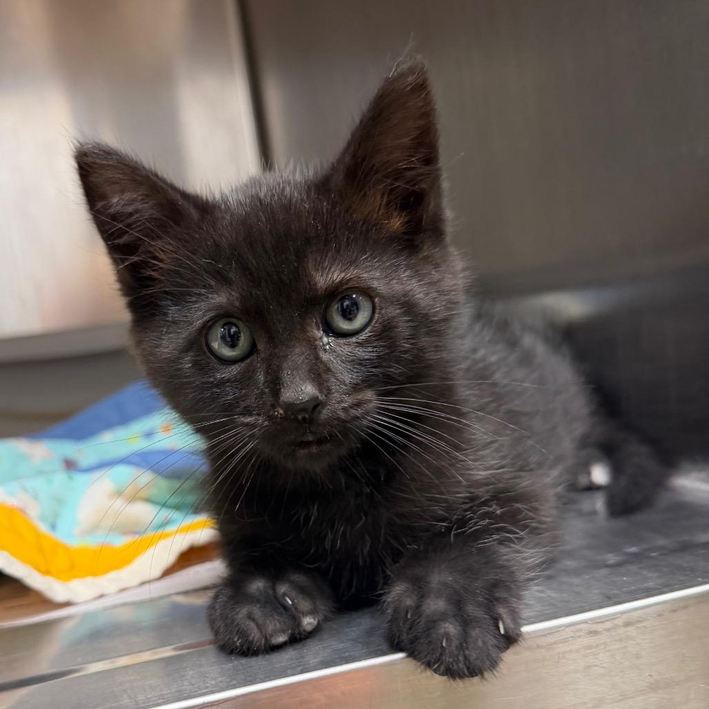 Enlarge Splash, a Adoptable Domestic Short Hair in Bryan, TX image 2/5