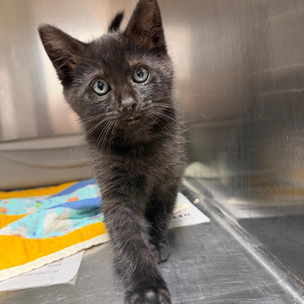 Enlarge Splash, a Adoptable Domestic Short Hair in Bryan, TX image 3/5