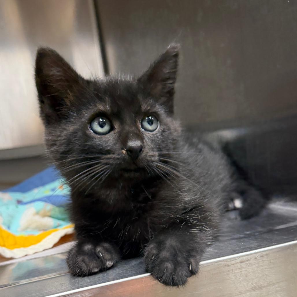 Enlarge Splash, a Adoptable Domestic Short Hair in Bryan, TX image 4/5