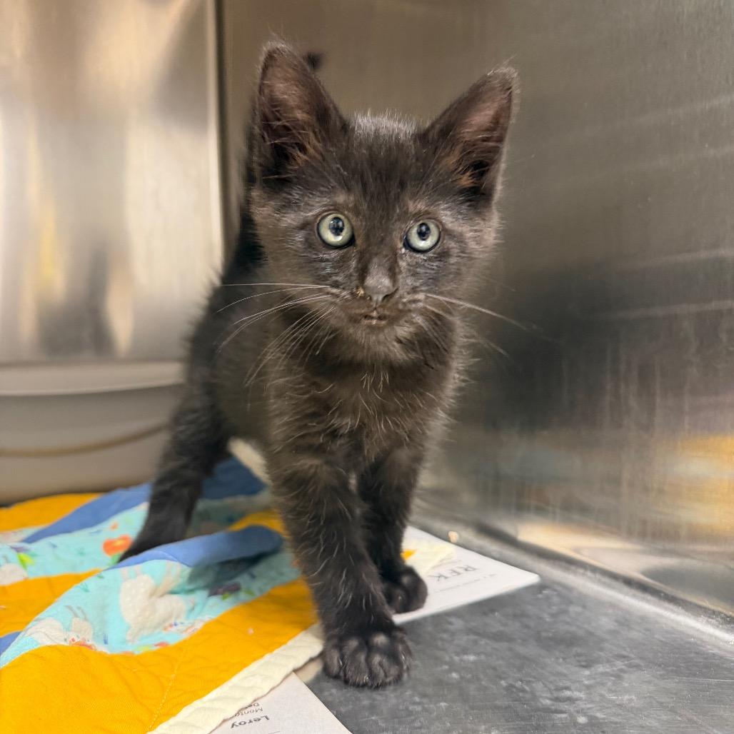 Enlarge Splash, a Adoptable Domestic Short Hair in Bryan, TX image 5/5