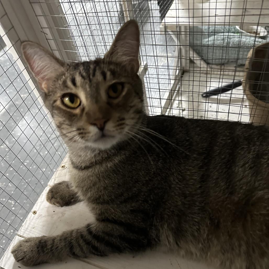 Enlarge Lucas, a Adoptable Domestic Short Hair in Nokesville, VA image 1/6