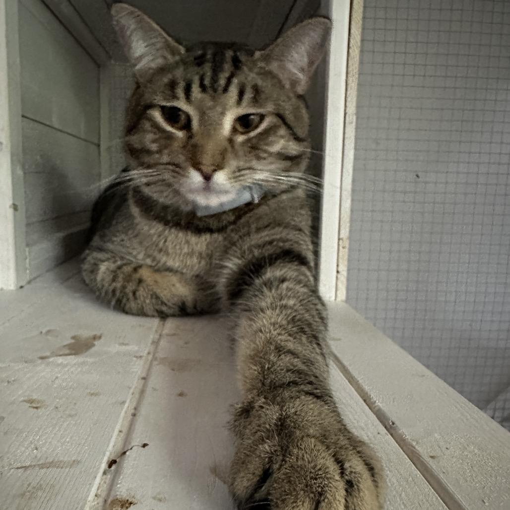 Enlarge Lucas, a Adoptable Domestic Short Hair in Nokesville, VA image 2/6