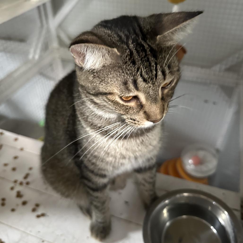 Enlarge Lucas, a Adoptable Domestic Short Hair in Nokesville, VA image 3/6