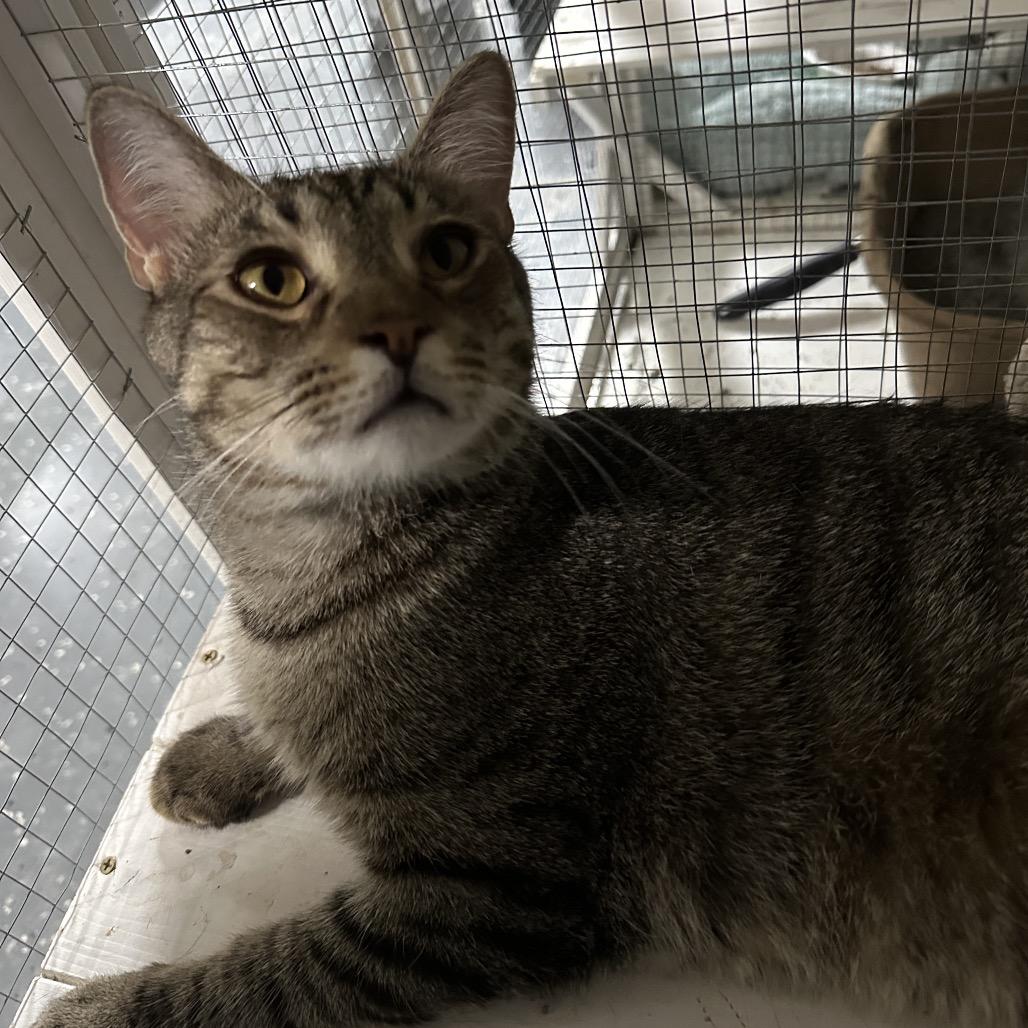 Enlarge Lucas, a Adoptable Domestic Short Hair in Nokesville, VA image 4/6