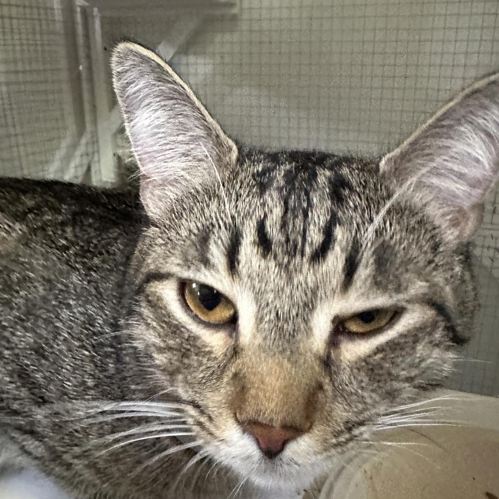 Enlarge Lucas, a Adoptable Domestic Short Hair in Nokesville, VA image 5/6