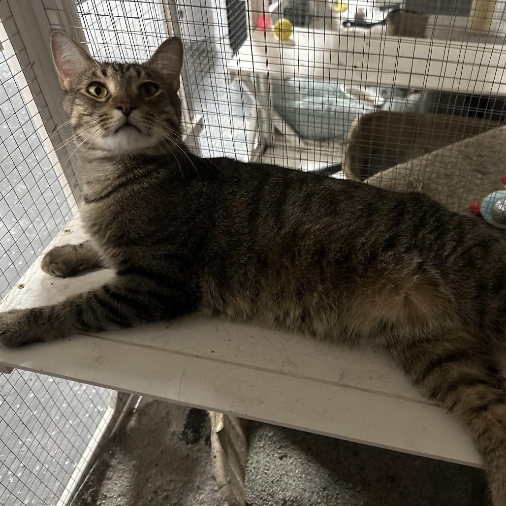 Enlarge Lucas, a Adoptable Domestic Short Hair in Nokesville, VA image 6/6