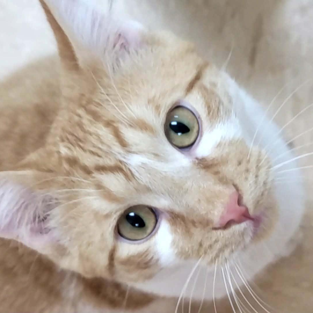 Wheely — thumbnail 2