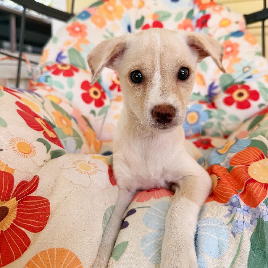 Beignet, Adopted, Puppy Female Chihuahua & Mixed Breed.