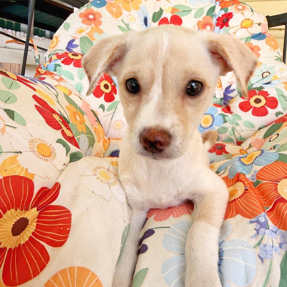 Enlarge Beignet, a Adopted mixed breed in Flower Mound, TX image 2/4