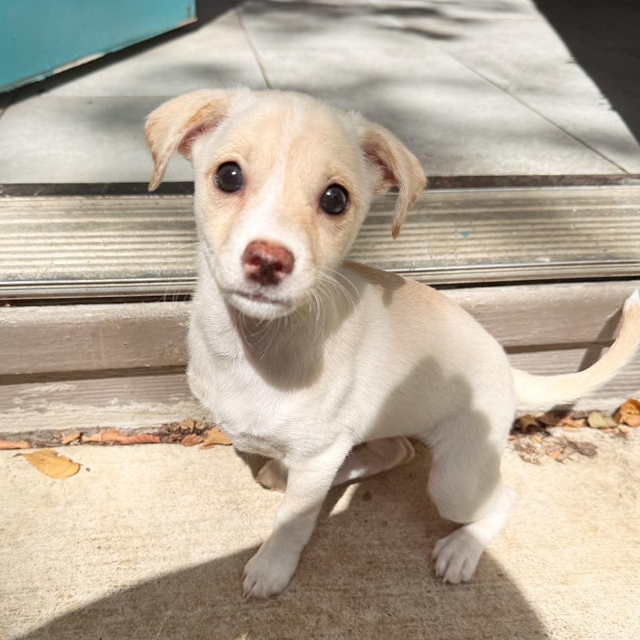 Enlarge Beignet, a Adopted mixed breed in Flower Mound, TX image 3/4