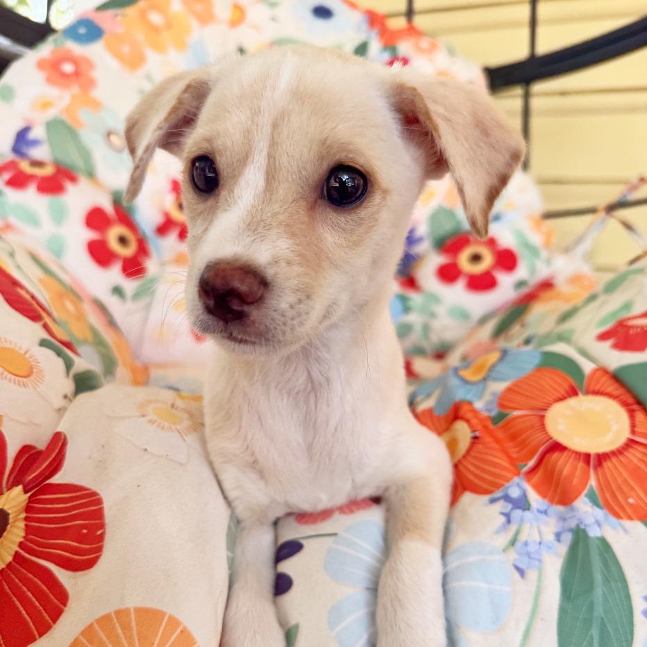 Enlarge Beignet, a Adopted mixed breed in Flower Mound, TX image 4/4