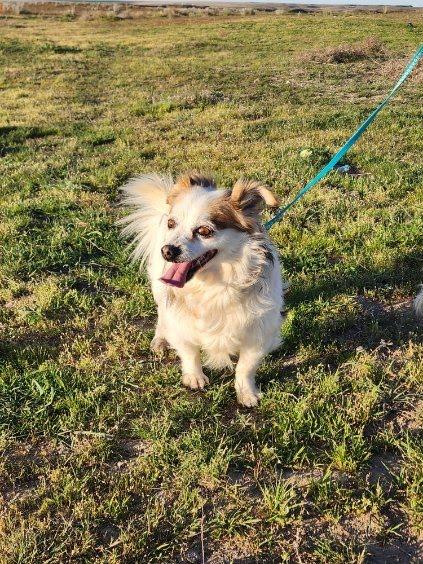 Noble, an adoption pending mixed breed in Marysville, WA image 6/6