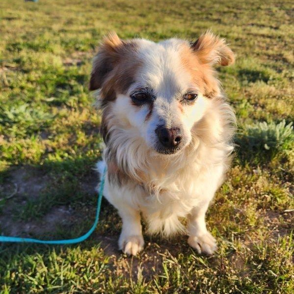 Noble, an adoption pending mixed breed in Marysville, WA image 2/6