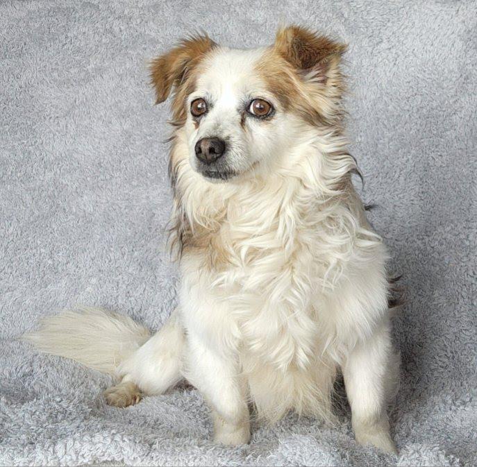 Noble, an adoption pending mixed breed in Marysville, WA image 3/6