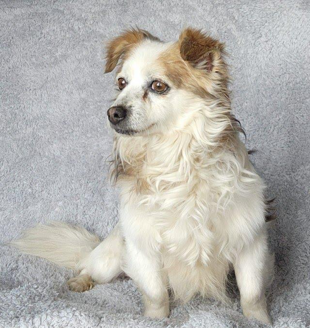 Noble, an adoption pending mixed breed in Marysville, WA image 4/6