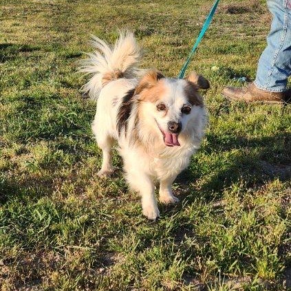 Noble, Adoptable, Young Male Chihuahua & Cocker Spaniel.
