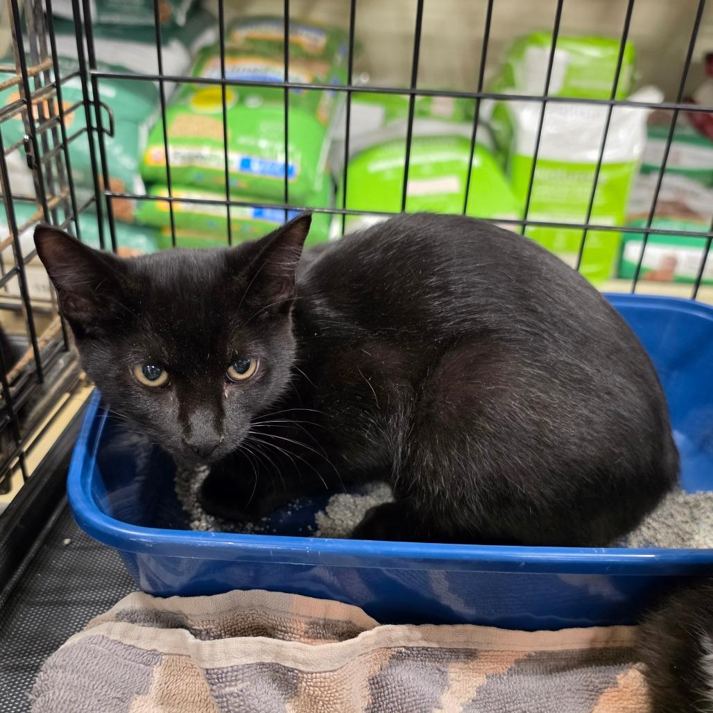 Enlarge Staple, a Adoptable Domestic Short Hair in Melrose, FL image 1/1