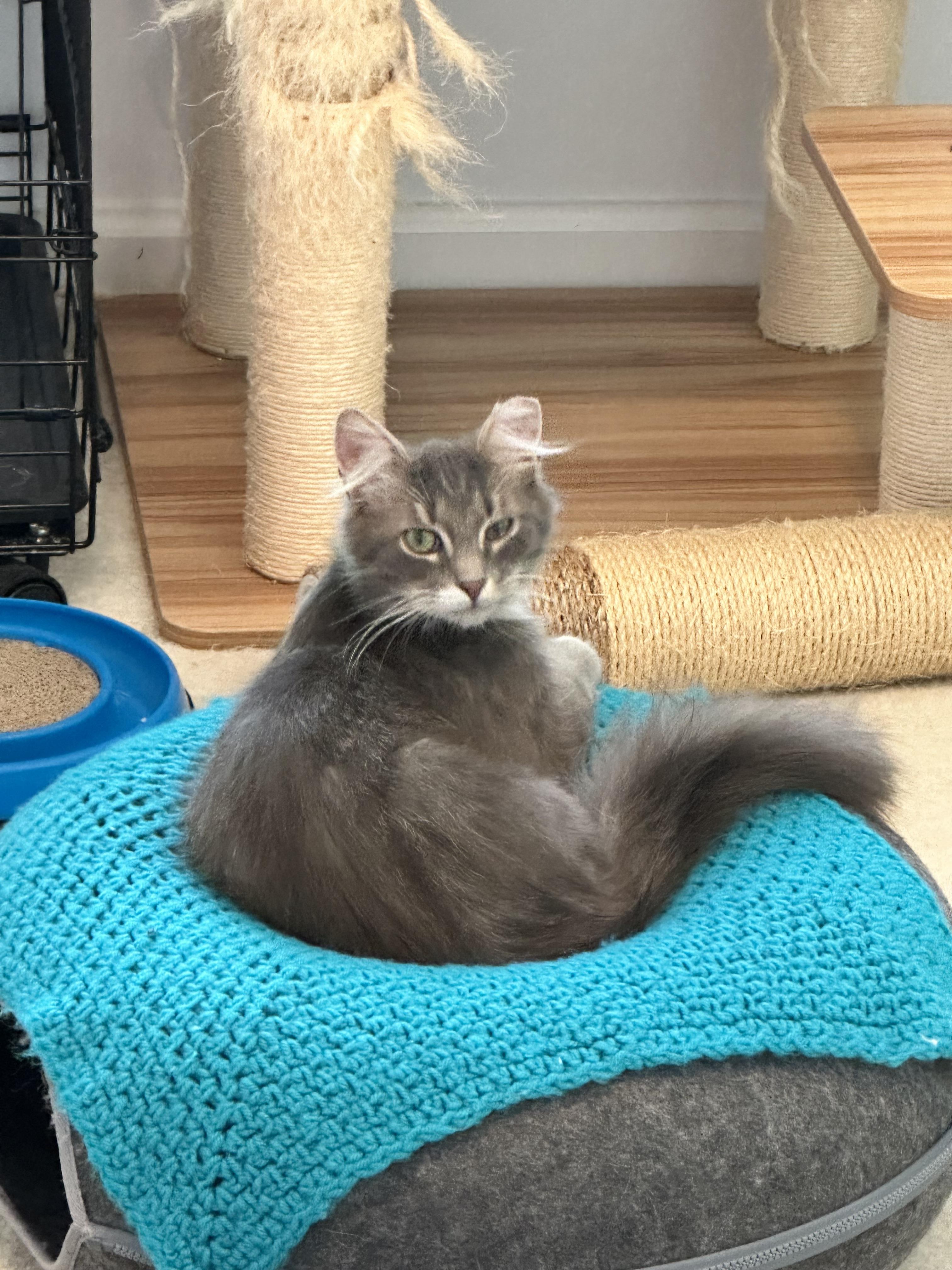 Enlarge Dale, a Adoptable Domestic Medium Hair in Marietta, GA image 1/5