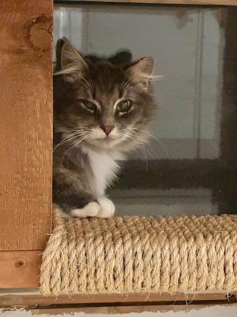 Enlarge Dale, a Adoptable Domestic Medium Hair in Marietta, GA image 2/5