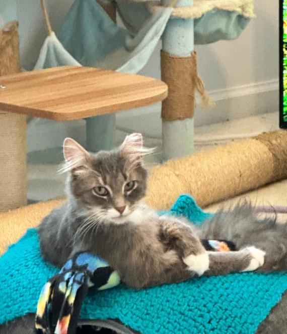 Enlarge Dale, a Adoptable Domestic Medium Hair in Marietta, GA image 3/5