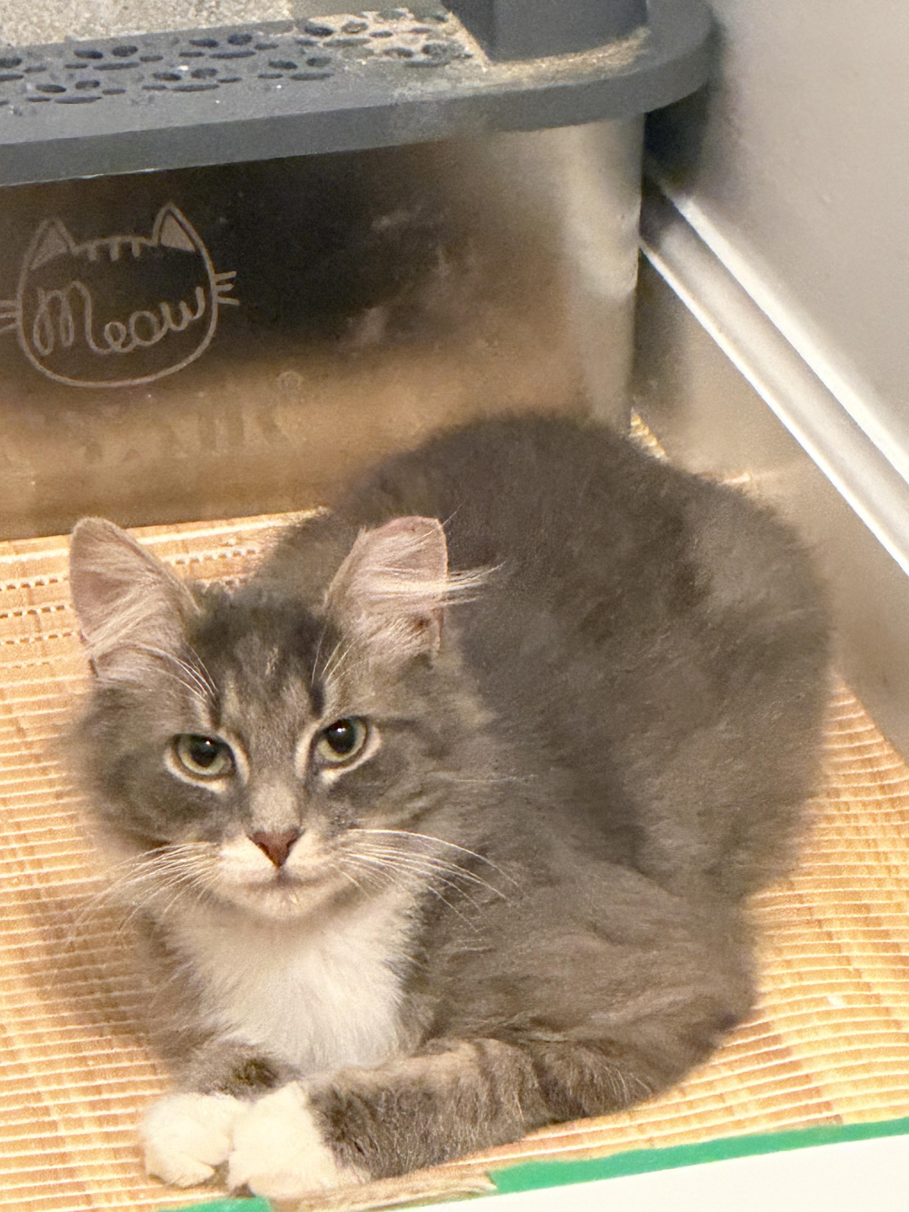 Enlarge Dale, a Adoptable Domestic Medium Hair in Marietta, GA image 4/5