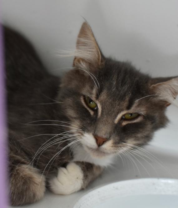 Enlarge Dale, a Adoptable Domestic Medium Hair in Marietta, GA image 5/5