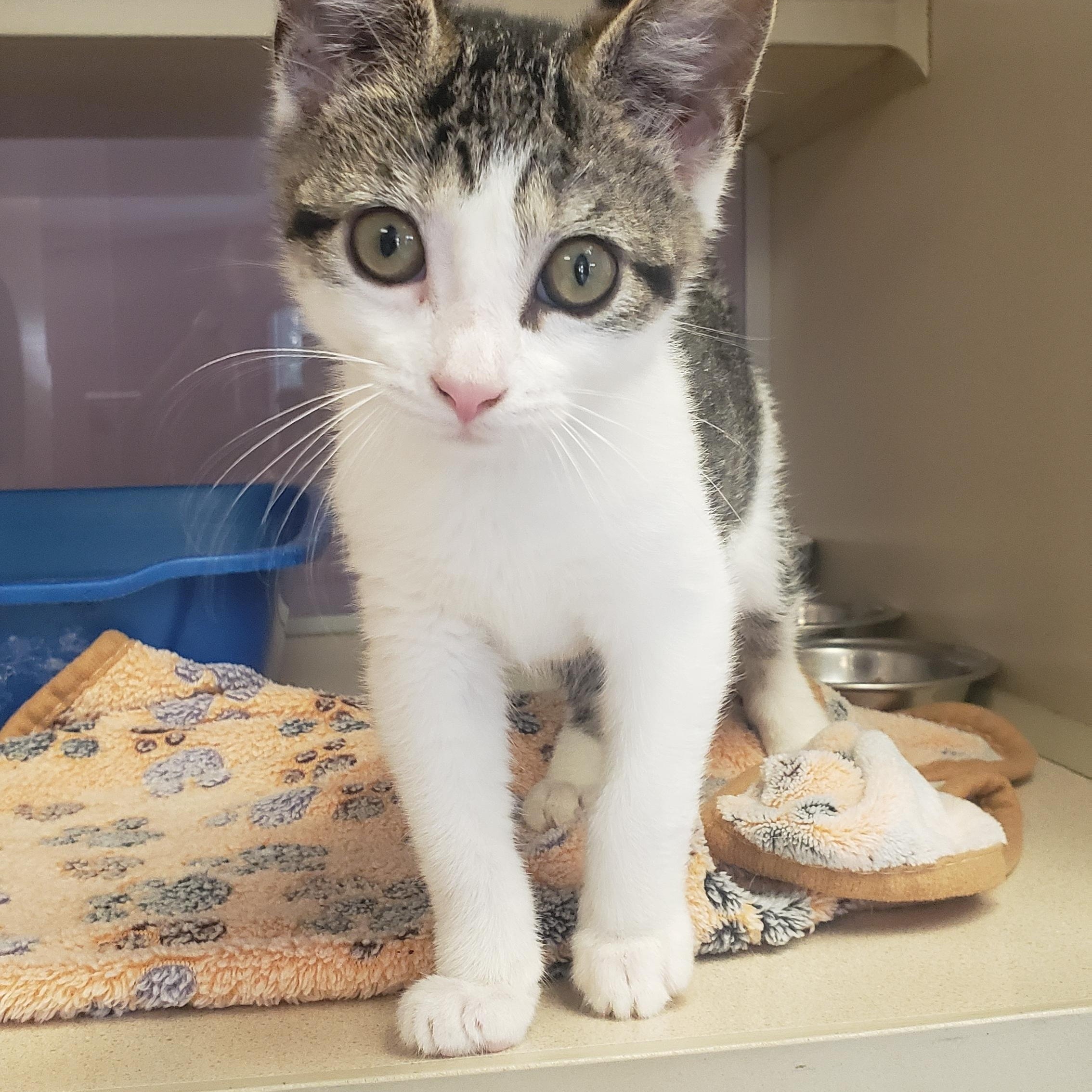 Mindy, a Adoptable Domestic Short Hair in Mansfield, OH image 3/3