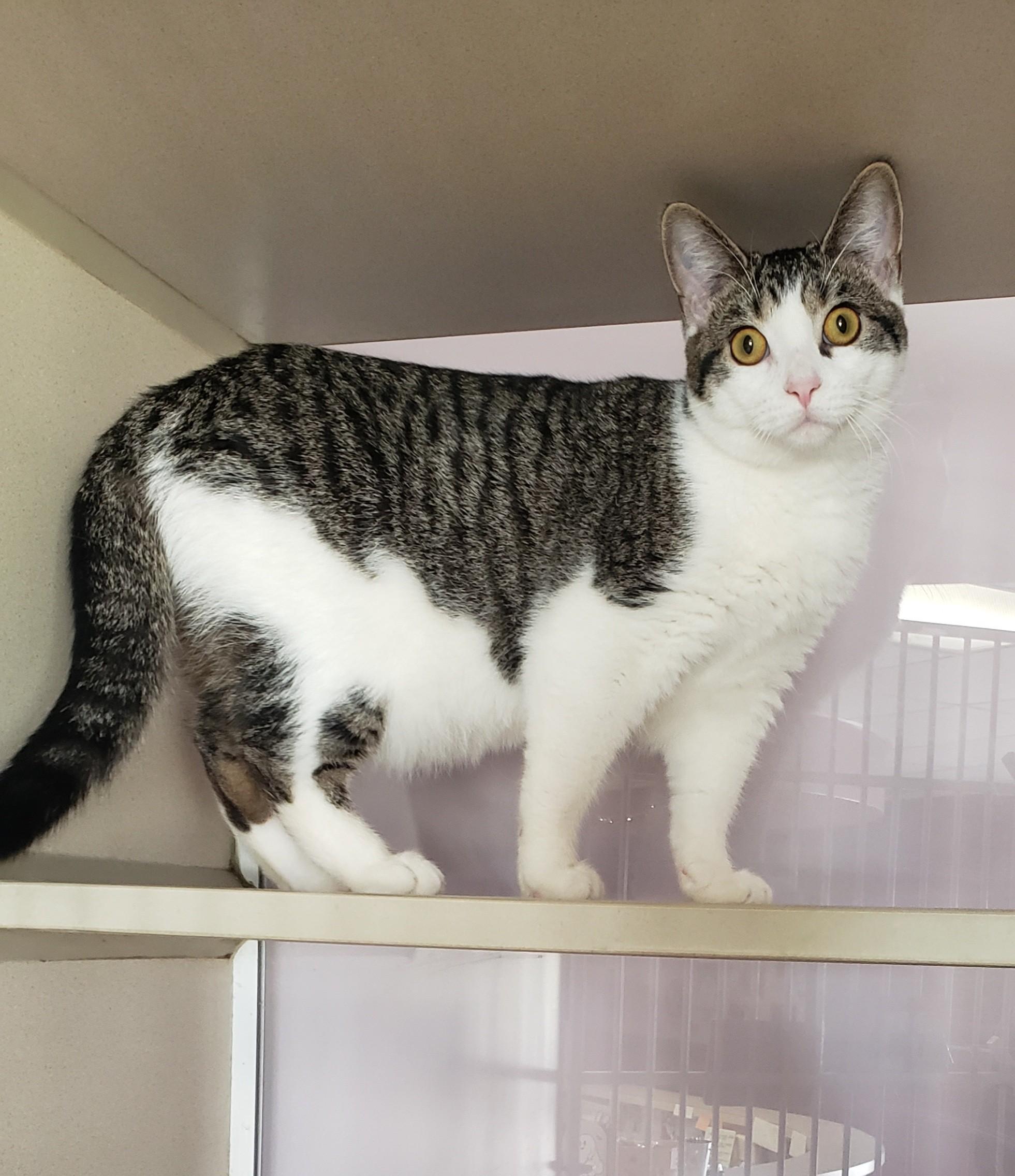 Mindy, a Adoptable Domestic Short Hair in Mansfield, OH image 1/3