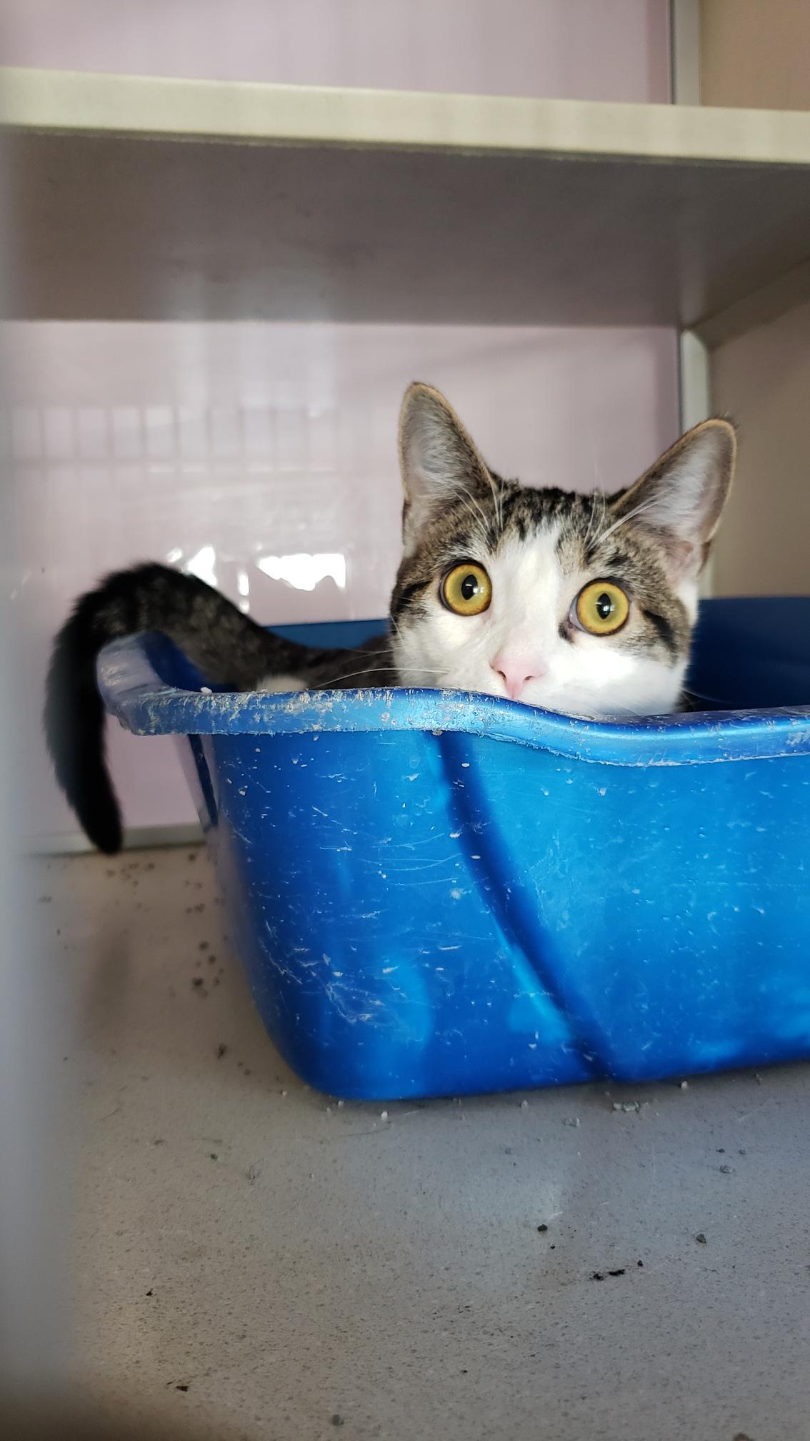 Mindy, a Adoptable Domestic Short Hair in Mansfield, OH image 2/3