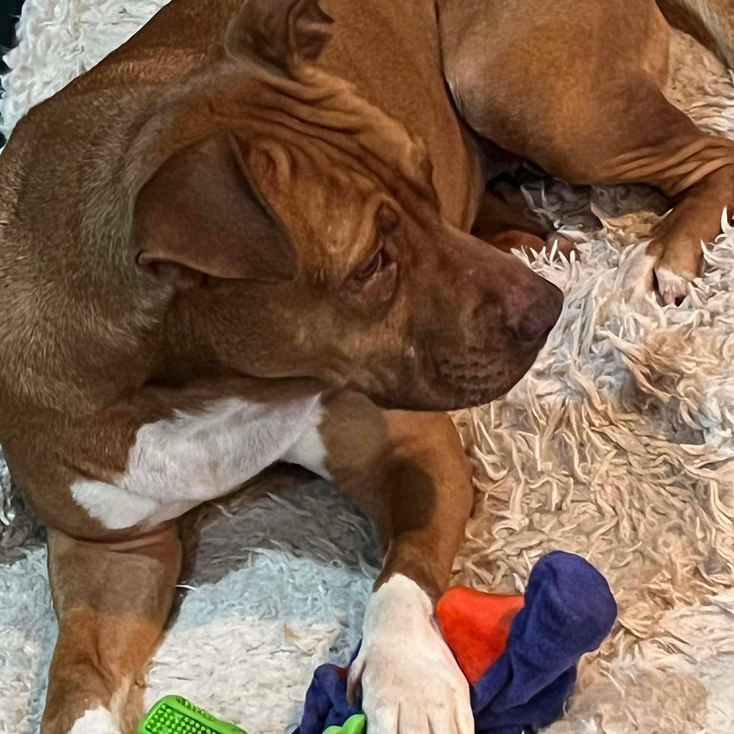 Enlarge Ginger, a Adoptable Mixed Breed in Ann Arbor, MI image 5/6
