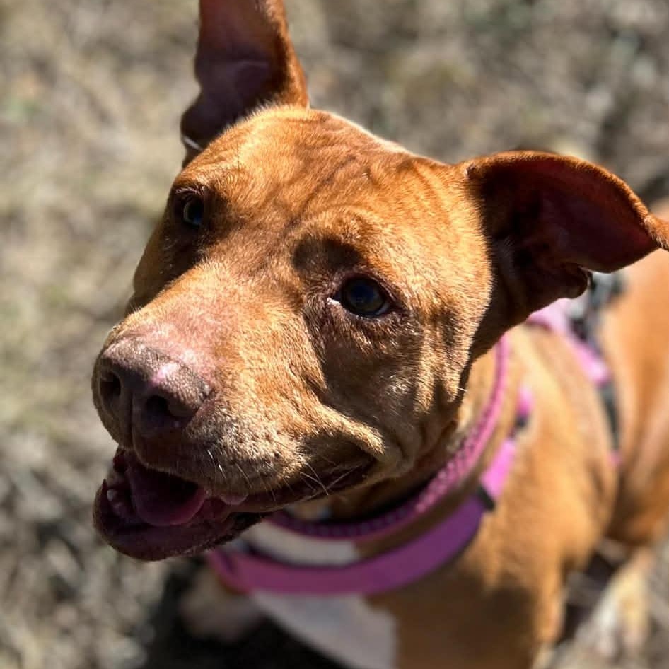 Ginger, Adoptable, Adult Female Mixed Breed.