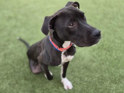 Enlarge Finlo, a Adoptable mixed breed in Phoenix, AZ image 1/3