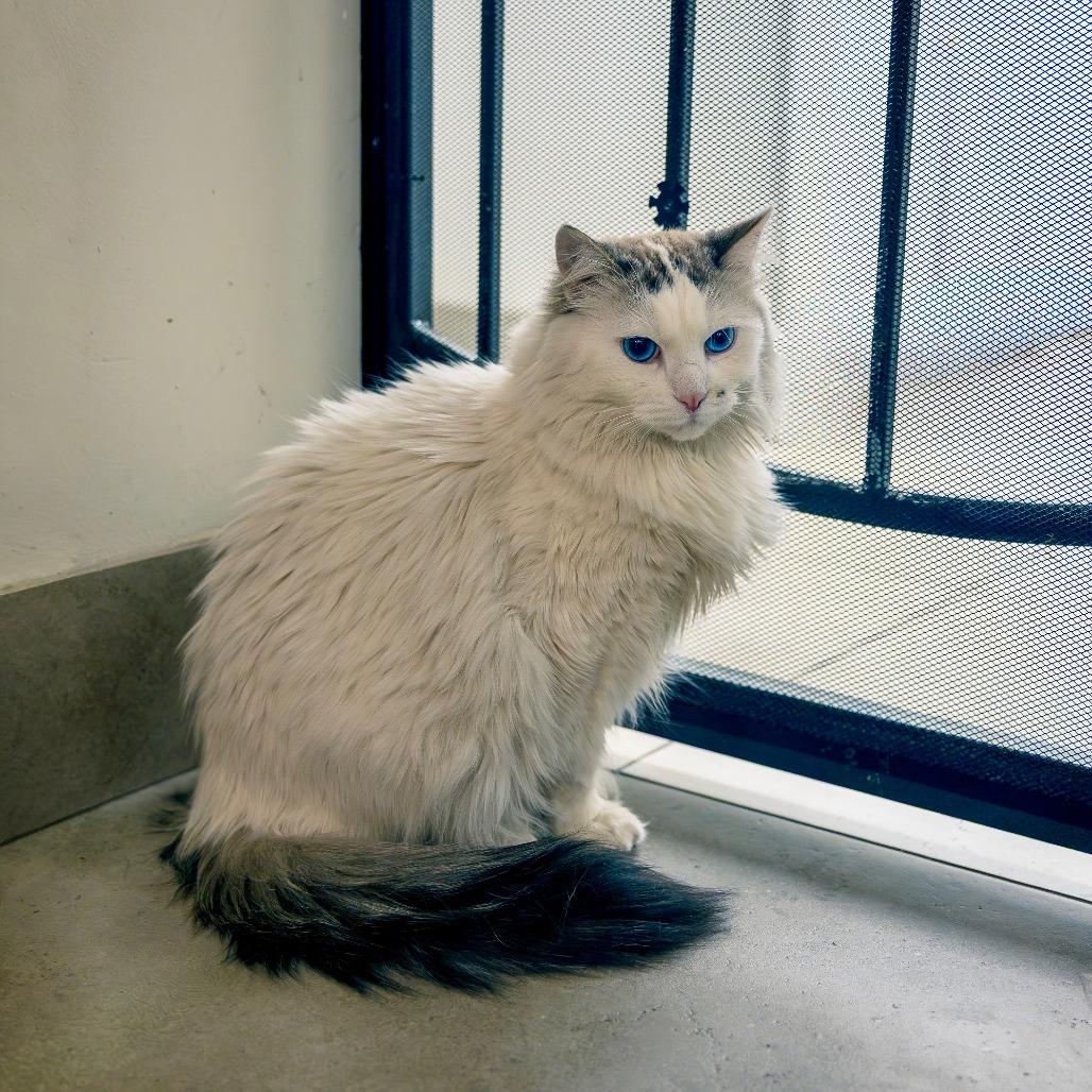 Enlarge Snow, a Adoptable Domestic Medium Hair in Las Vegas, NV image 1/4
