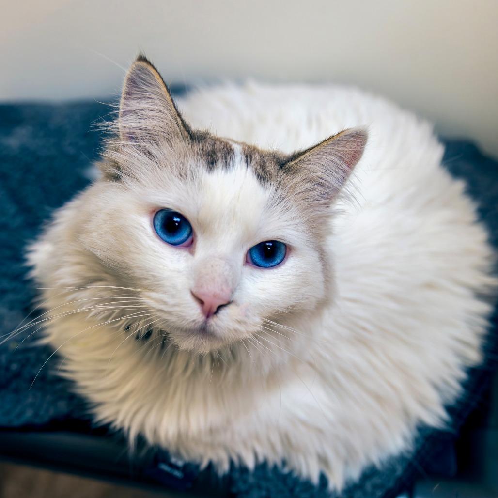 Enlarge Snow, a Adoptable Domestic Medium Hair in Las Vegas, NV image 2/4