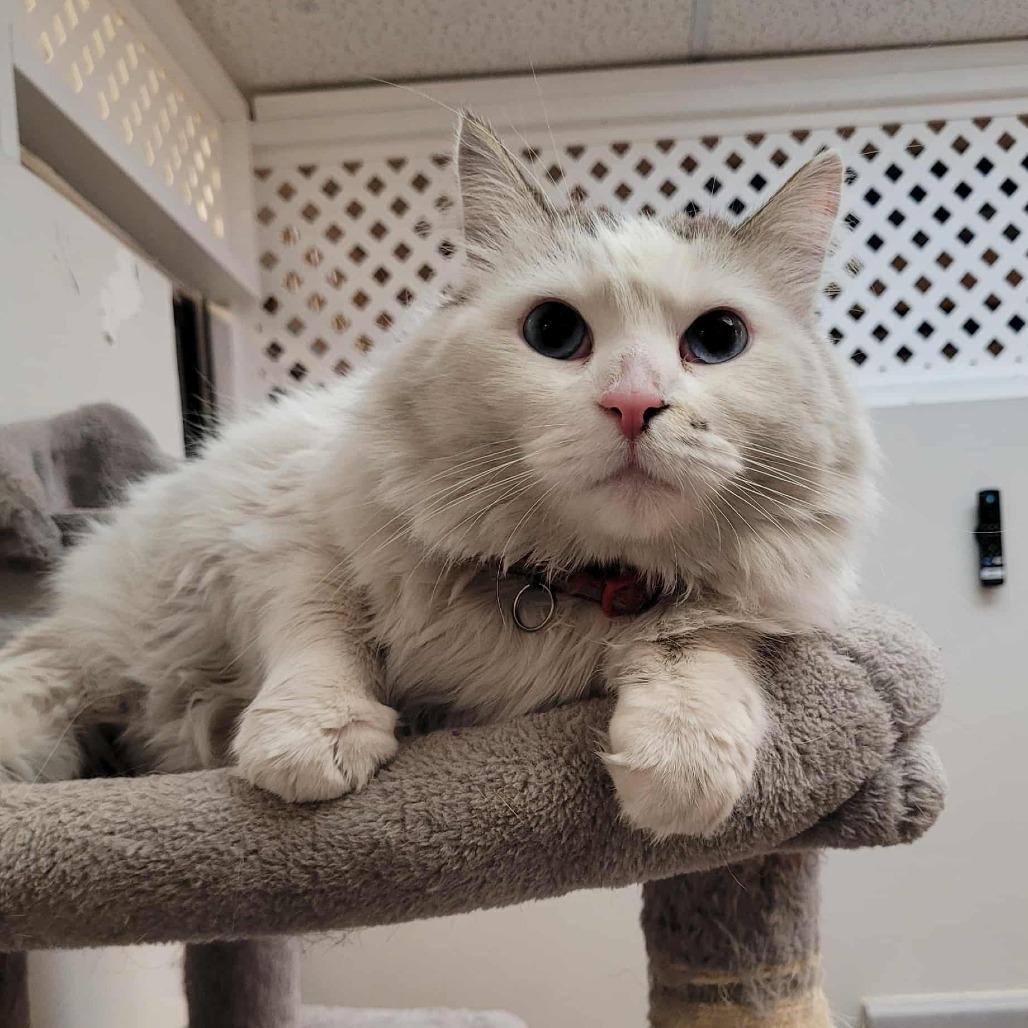 Enlarge Snow, a Adoptable Domestic Medium Hair in Las Vegas, NV image 3/4