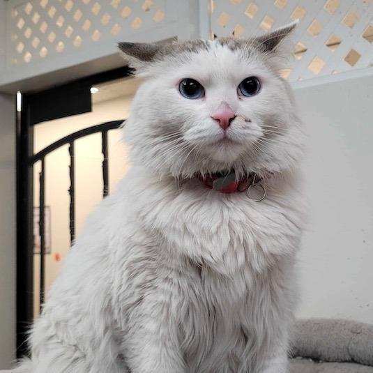 Enlarge Snow, a Adoptable Domestic Medium Hair in Las Vegas, NV image 4/4