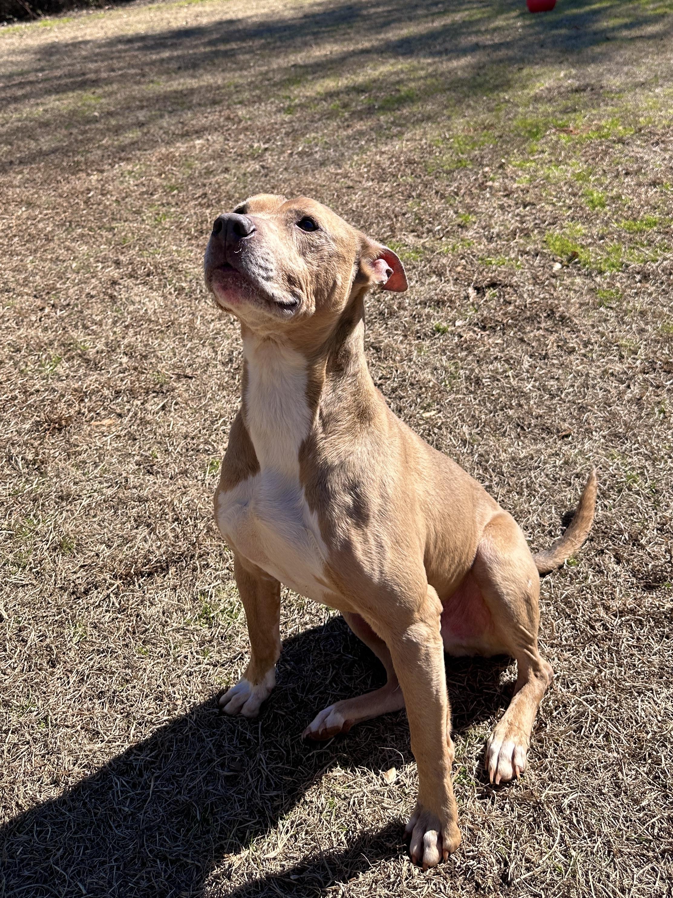 Diesel, a ADOPTABLE American Staffordshire Terrier in Marshallville, GA image 5/6
