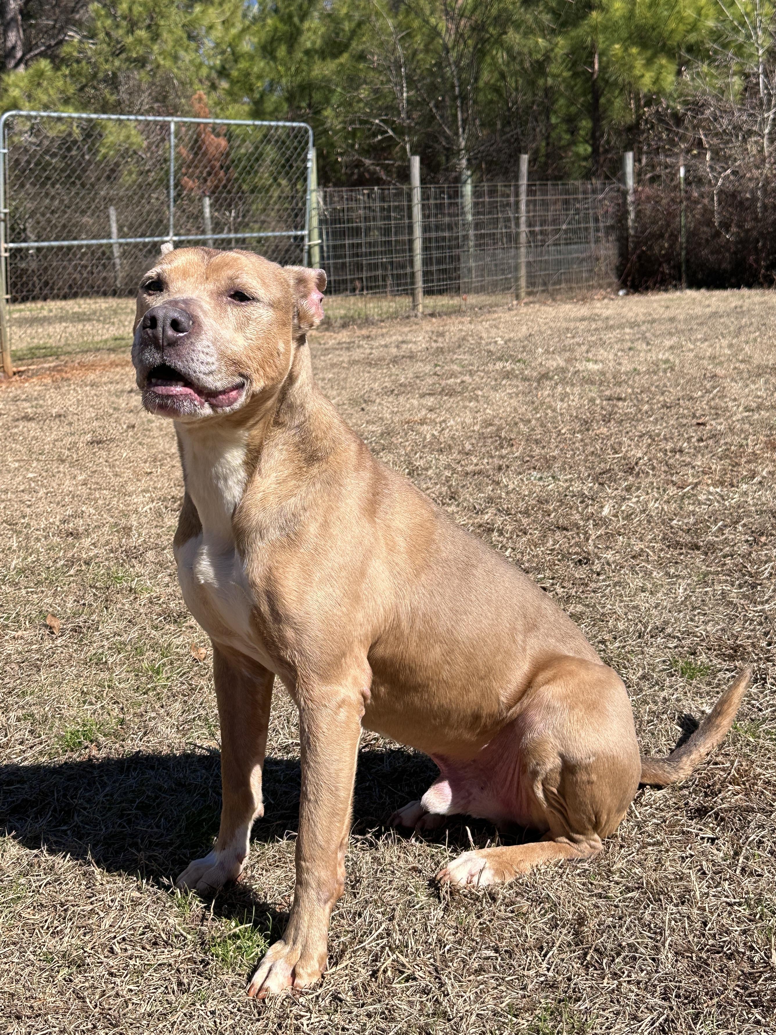 Diesel, a ADOPTABLE American Staffordshire Terrier in Marshallville, GA image 3/6
