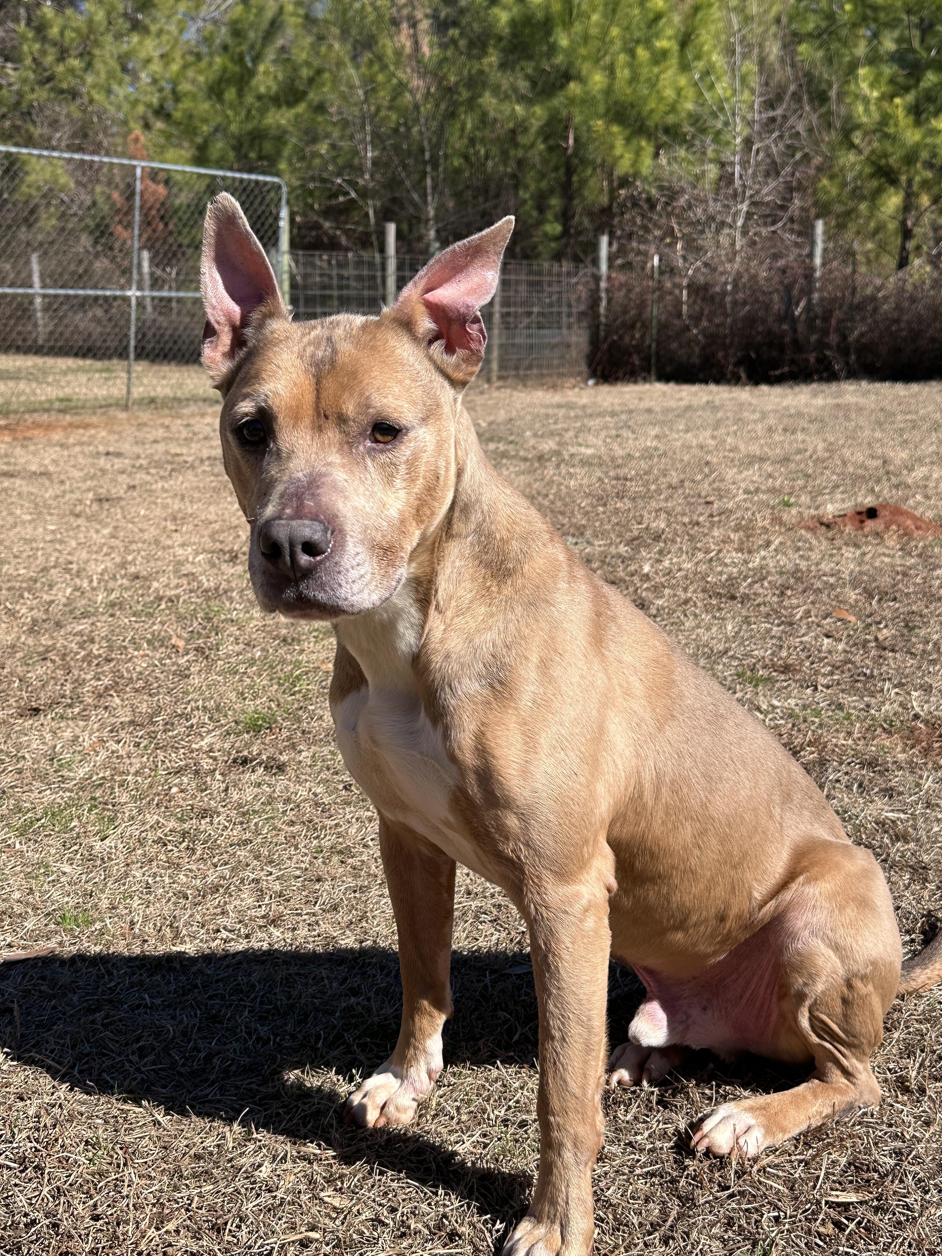 Diesel, a ADOPTABLE American Staffordshire Terrier in Marshallville, GA image 2/6