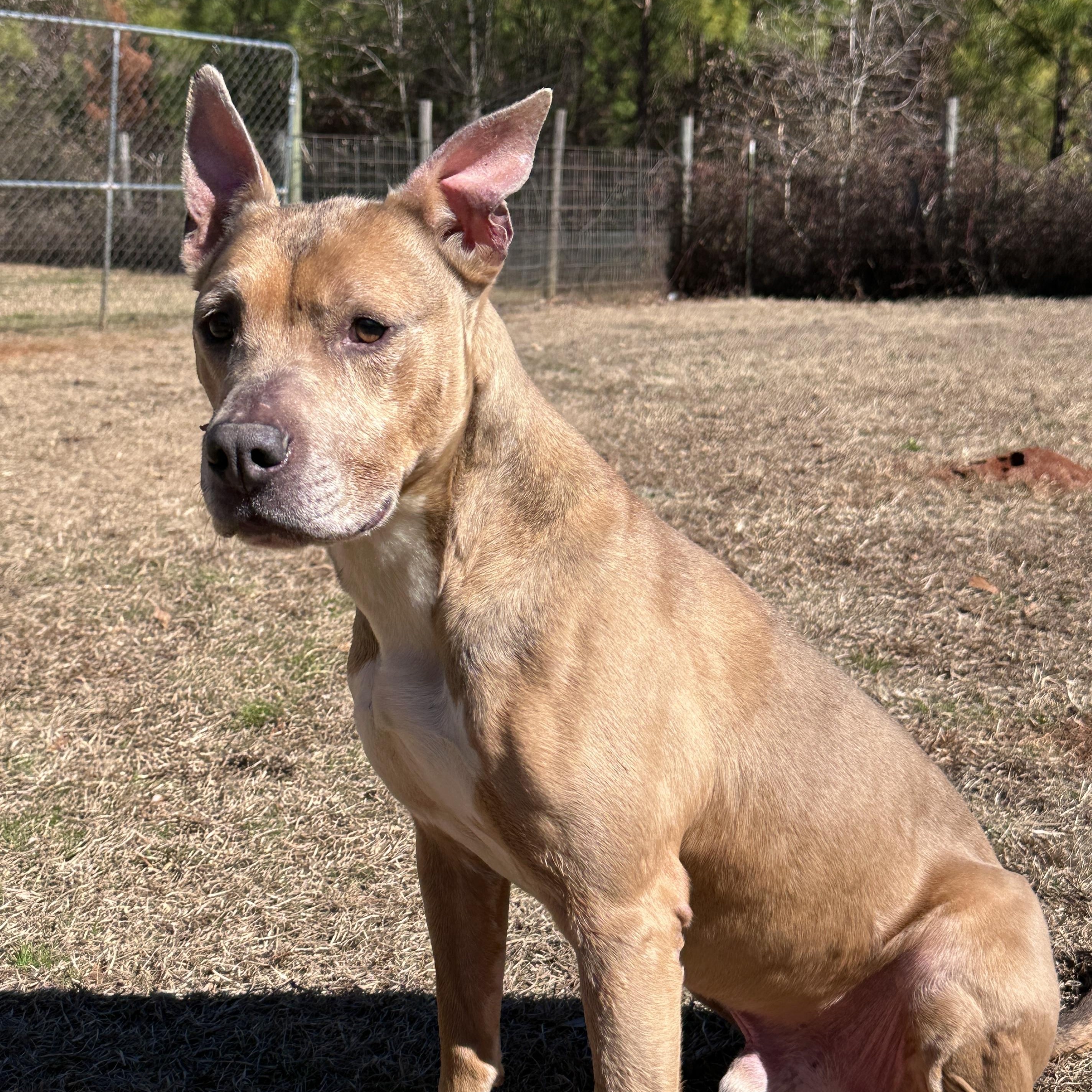 Diesel, ADOPTABLE, Senior Male American Staffordshire Terrier.