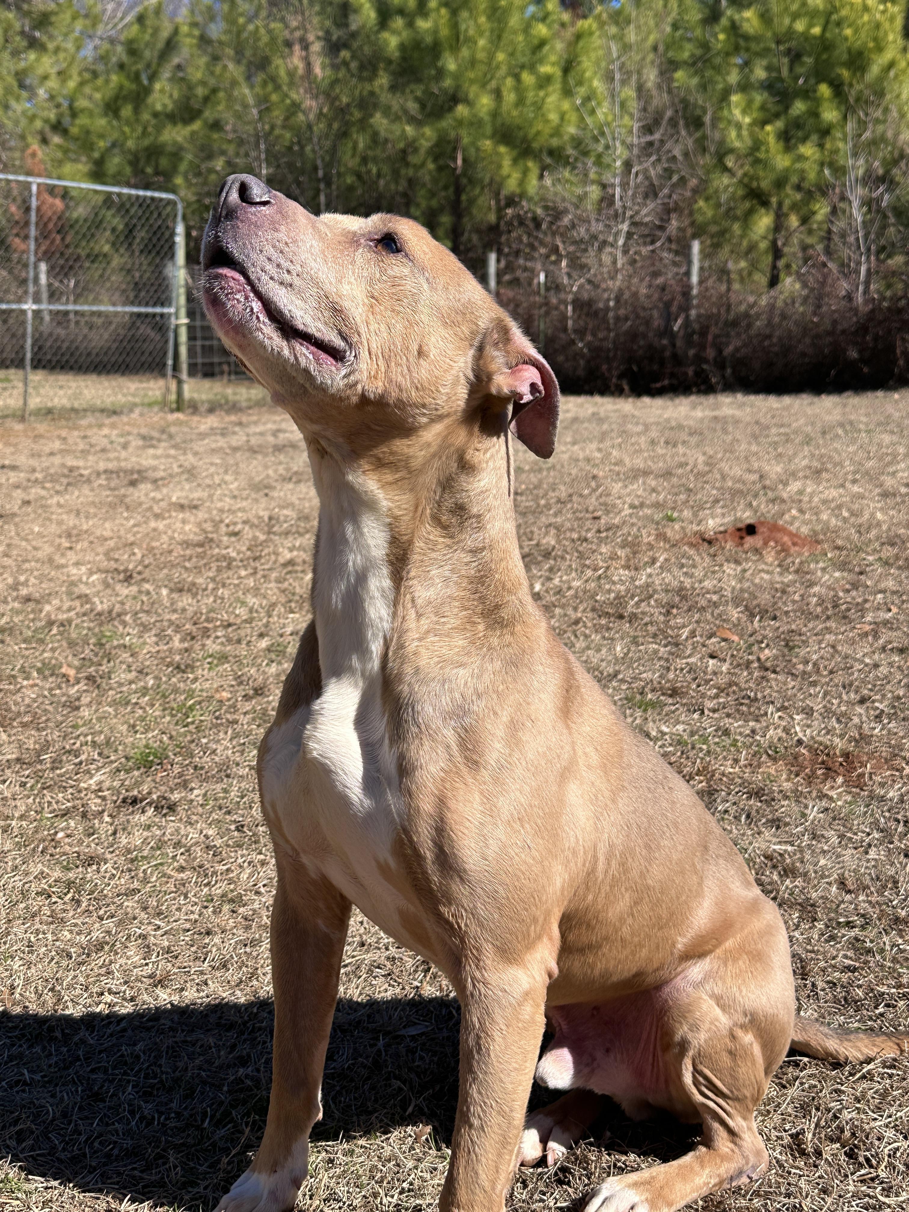 Diesel, a ADOPTABLE American Staffordshire Terrier in Marshallville, GA image 4/6