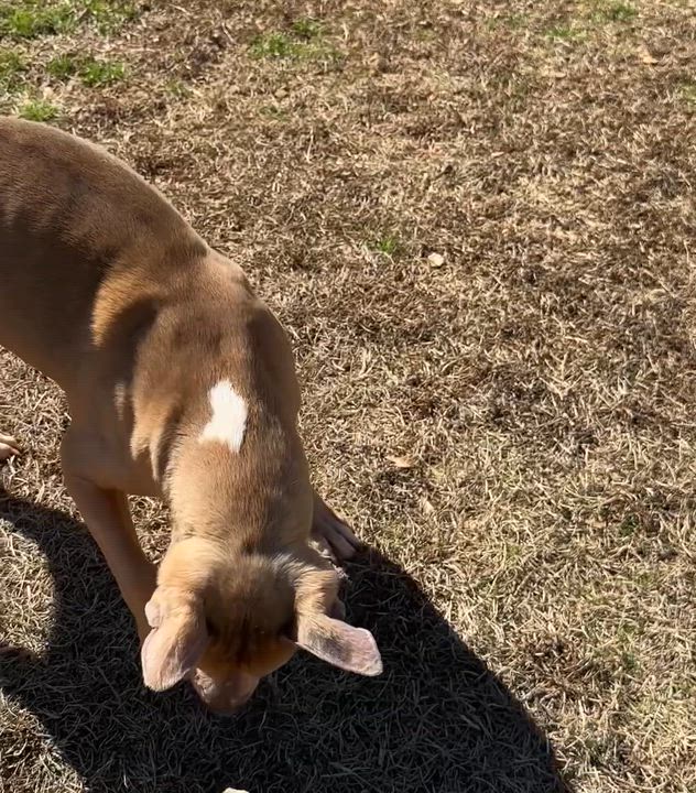 Enlarge Diesel, a ADOPTABLE American Staffordshire Terrier in Marshallville, GA video 6/6