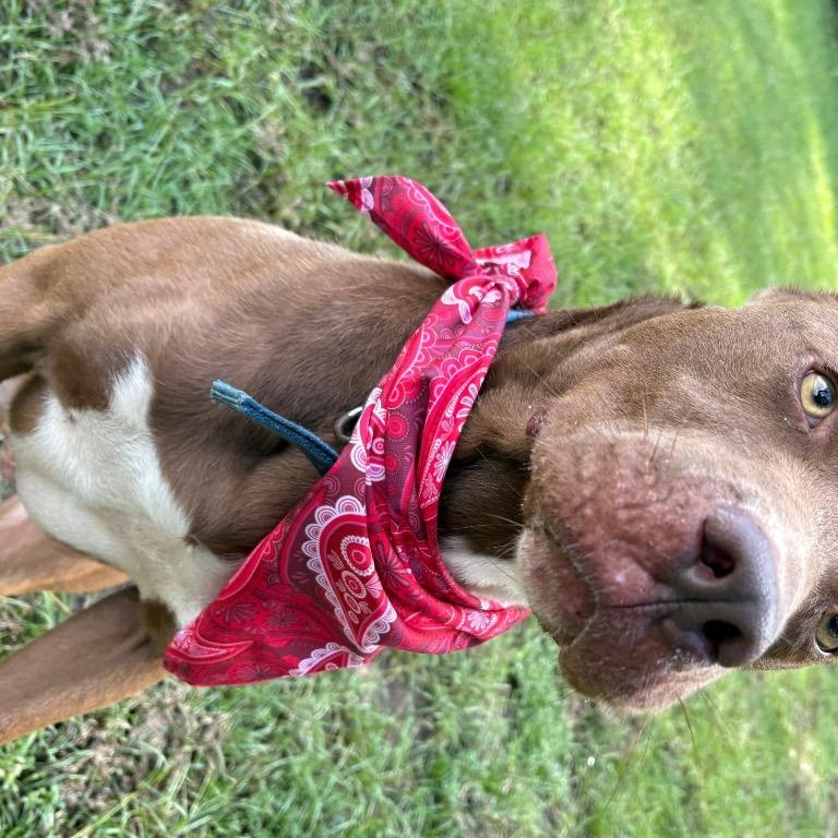 Enlarge Lick Jagger, a ADOPTABLE Mixed Breed in Winnsboro, SC image 2/5